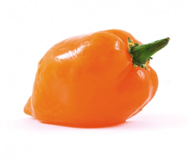 Habanero Orange Chili Samen