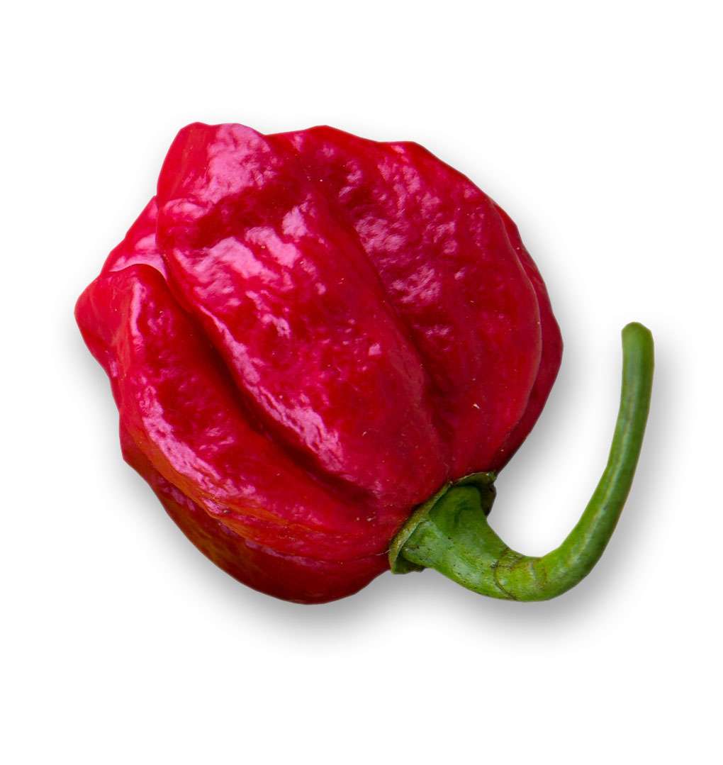 Zierpflanze & Nutzpflanze Schärfe-Weltrekord ❅❅ BUBBLEGUM 7 Pot Chili ❅ Samen 