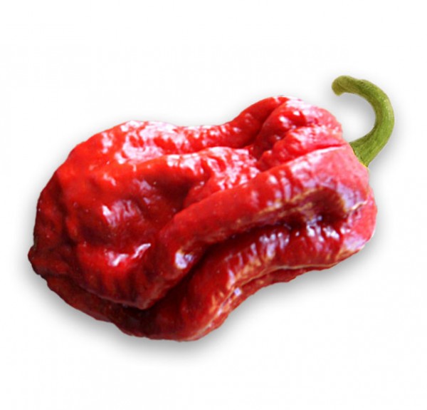 7 Pot Congo SR Gigantic Red Chili Samen