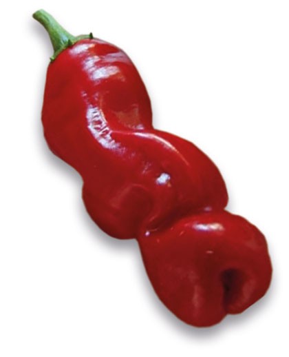 Roter Penis - Peter Pepper Chili Samen