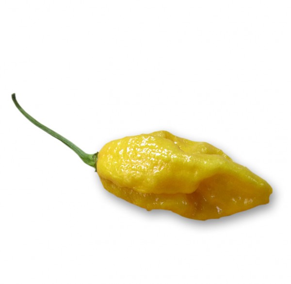 Devils Tongue Yellow Chili Samen