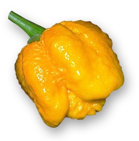 7 Pot Brainstrain Yellow Chili Samen